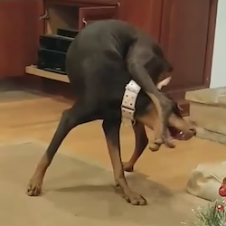 Dog Gets Foot Stuck in Mouth
