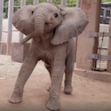 Excited Baby Elephant
