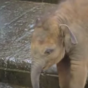 Baby Elephant Takes a Bath