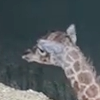 Baby Giraffe Stands