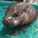 Baby Hippo in a Pool