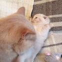 Mommy Kitty Cleans Her Kitten