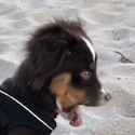 Puppy Tries to Eat Sand